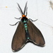 Virginia Ctenucha Moth - Photo (c) Isabel, some rights reserved (CC BY-NC), uploaded by Isabel