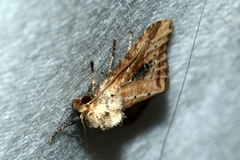 Photedes panatela