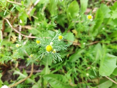 Matricaria discoidea