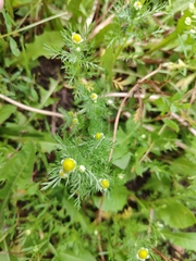 Matricaria discoidea