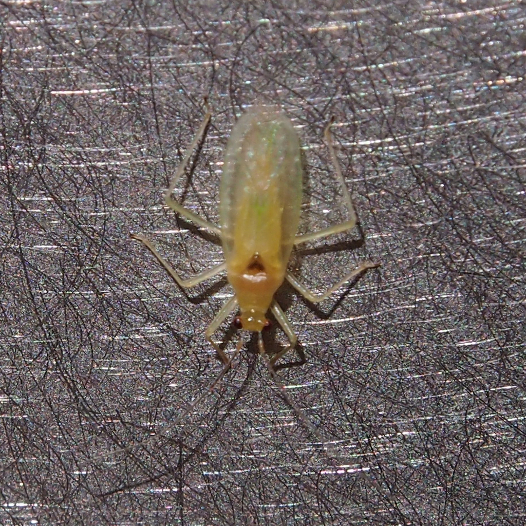 Prodromus clypeatus