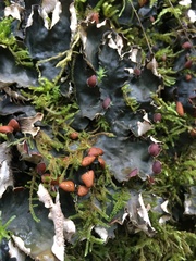 Peltigera horizontalis