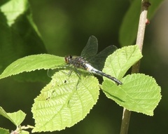 Leucorrhinia proxima