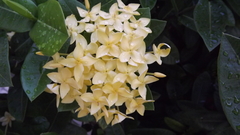 Ixora