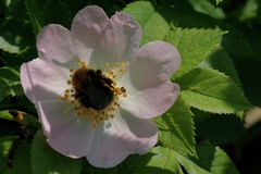 Bombus hypnorum