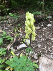 Aconitum lycoctonum