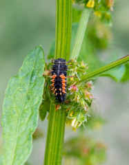 Harmonia axyridis