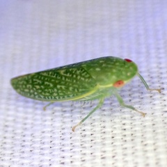 Rugosana