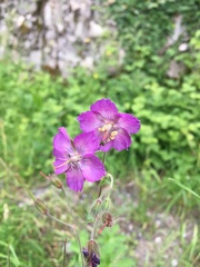 Geranium phaeum lividum