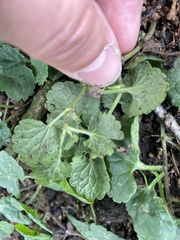 Glechoma hederacea