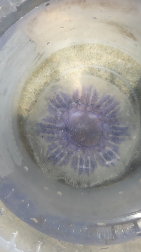 Blue Jelly, 4493 Kamperland, Nederland, photo 6 of 10