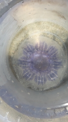 Cyanea lamarckii