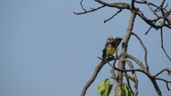 Tyrannus melancholicus