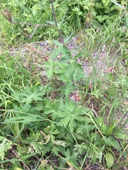 Geranium phaeum lividum