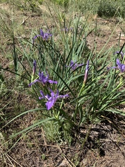Iris hartwegii australis