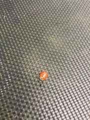 Harmonia quadripunctata