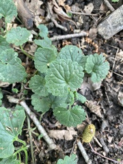 Glechoma hederacea