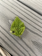 Tilia americana americana