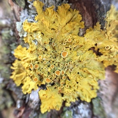 Xanthoria parietina