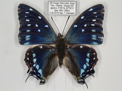 Charaxes etesipe etesipe