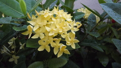 Ixora