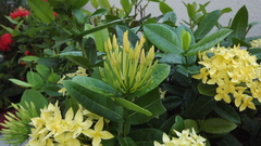 Ixora