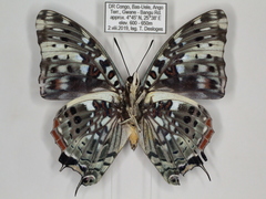 Charaxes etesipe etesipe