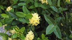 Ixora