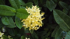 Ixora
