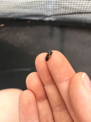 Harmonia quadripunctata