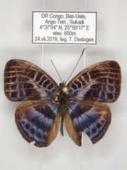 Euriphene goniogramma