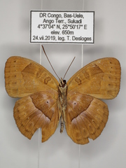 Euriphene goniogramma