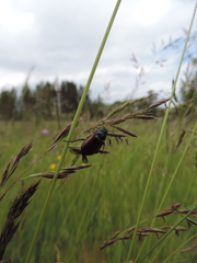 Phyllopertha horticola