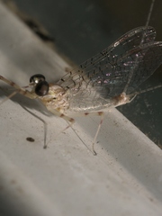 Maccaffertium terminatum terminatum