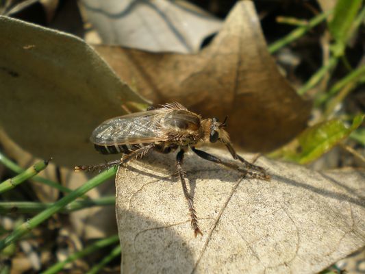 Dasypogon gougeleti