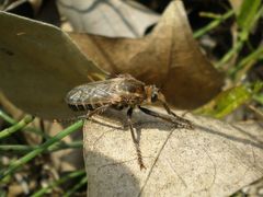Dasypogon gougeleti