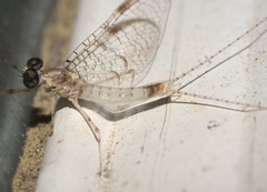 Maccaffertium terminatum terminatum