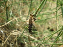 Dasypogon gougeleti