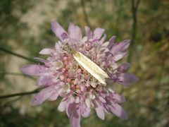 Pleurota aristella