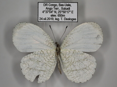 Leptosia hybrida