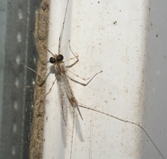 Maccaffertium terminatum terminatum