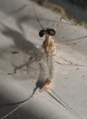 Maccaffertium terminatum terminatum