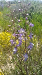 Delphinium recurvatum