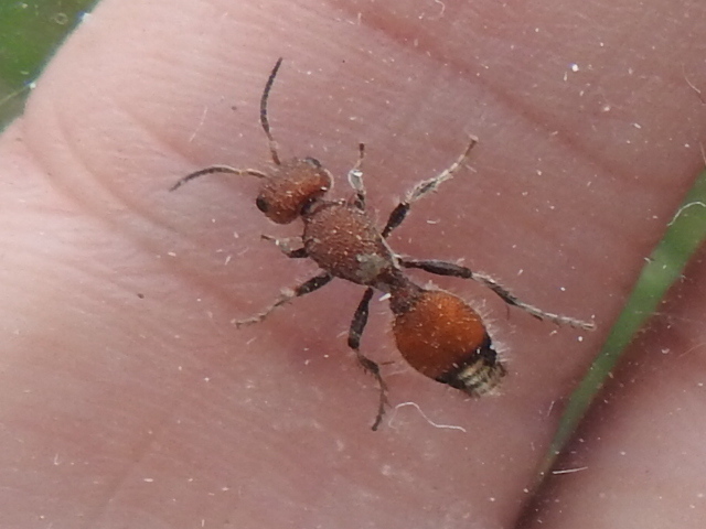 Dasymutilla creon