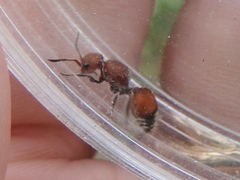 Dasymutilla creon