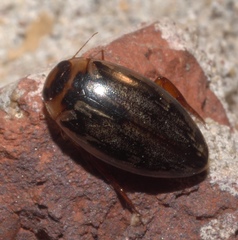 Coptotomus