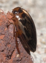 Coptotomus