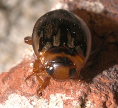 Coptotomus