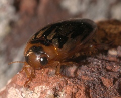 Coptotomus