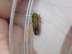 Agrilus lacustris